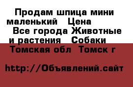 Продам шпица мини маленький › Цена ­ 15 000 - Все города Животные и растения » Собаки   . Томская обл.,Томск г.